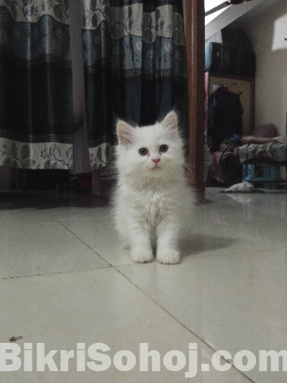 Persian and Angora Kittens(Triple coat fur)